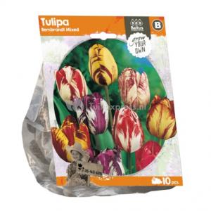 Baltus Tulipa Rembrandt Mixed tulpen bloembollen per 10 stuks